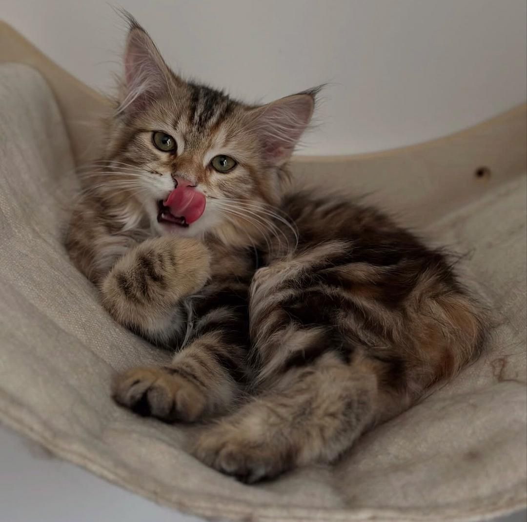 Norwegische Waldkatze (weiblich) abzugeben
