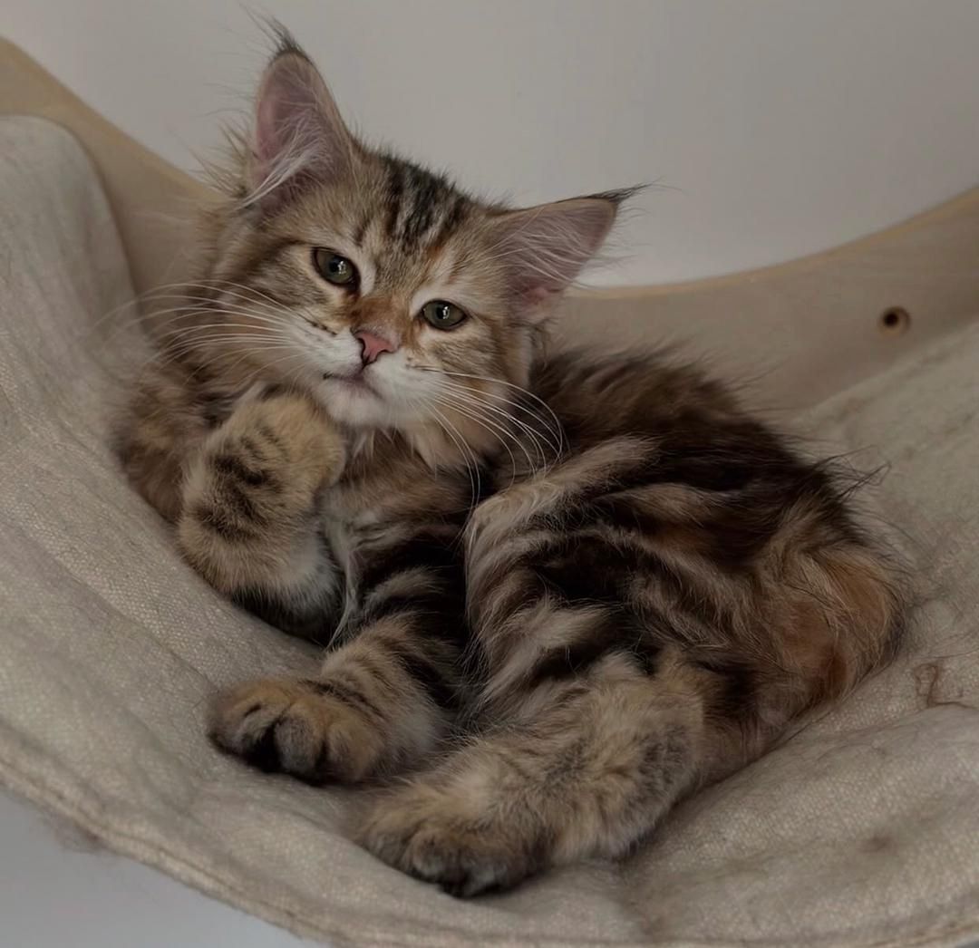 Norwegische Waldkatze (weiblich) abzugeben