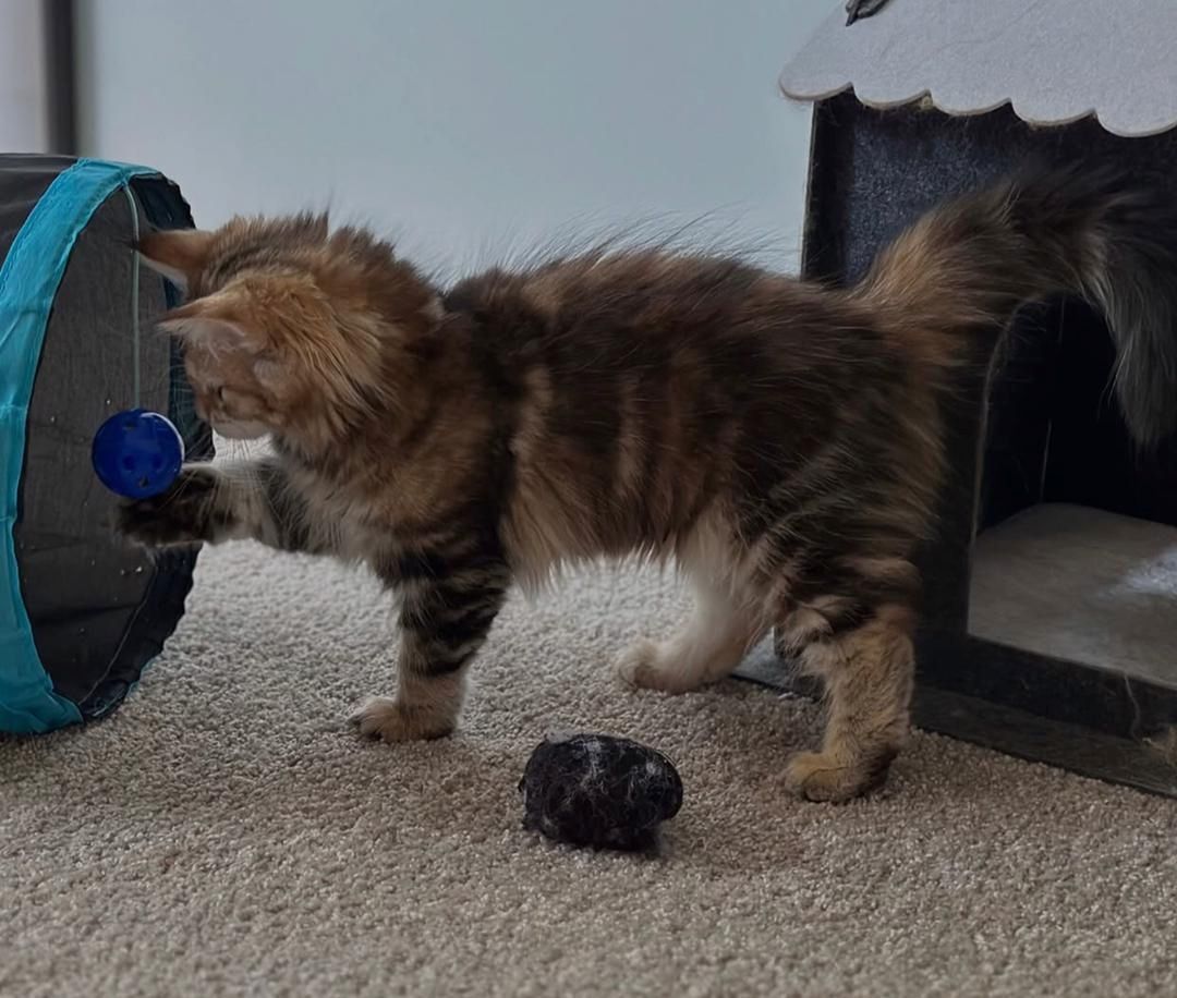 Norwegische Waldkatze (weiblich) abzugeben