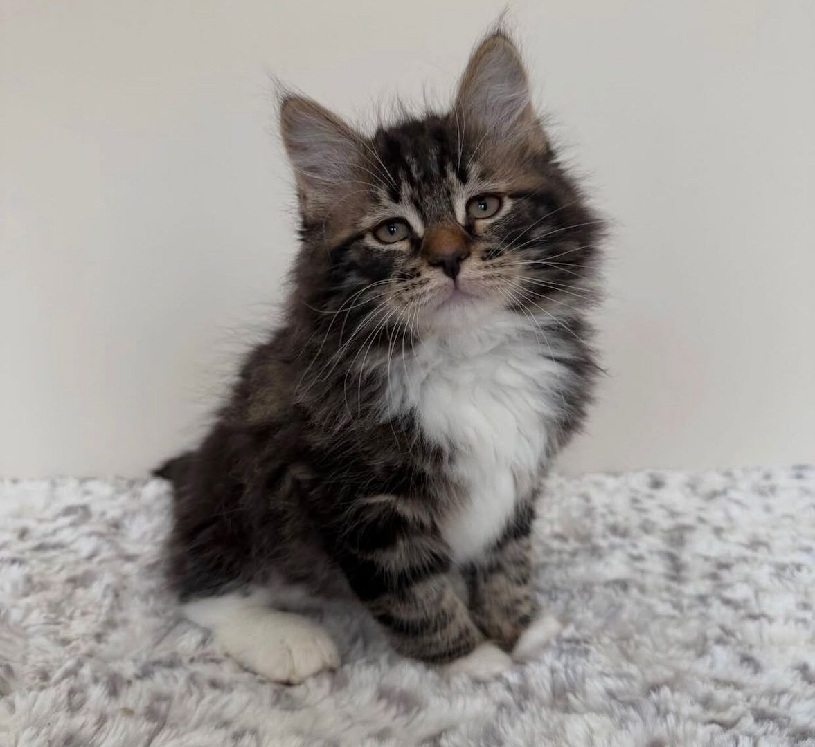 Norwegische Waldkatze (weiblich) abzugeben