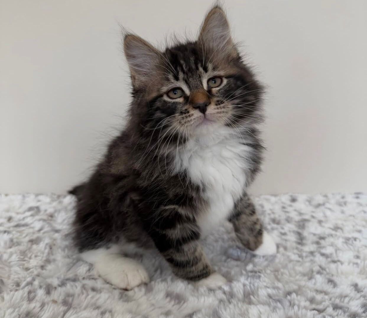 Norwegische Waldkatze (weiblich) abzugeben