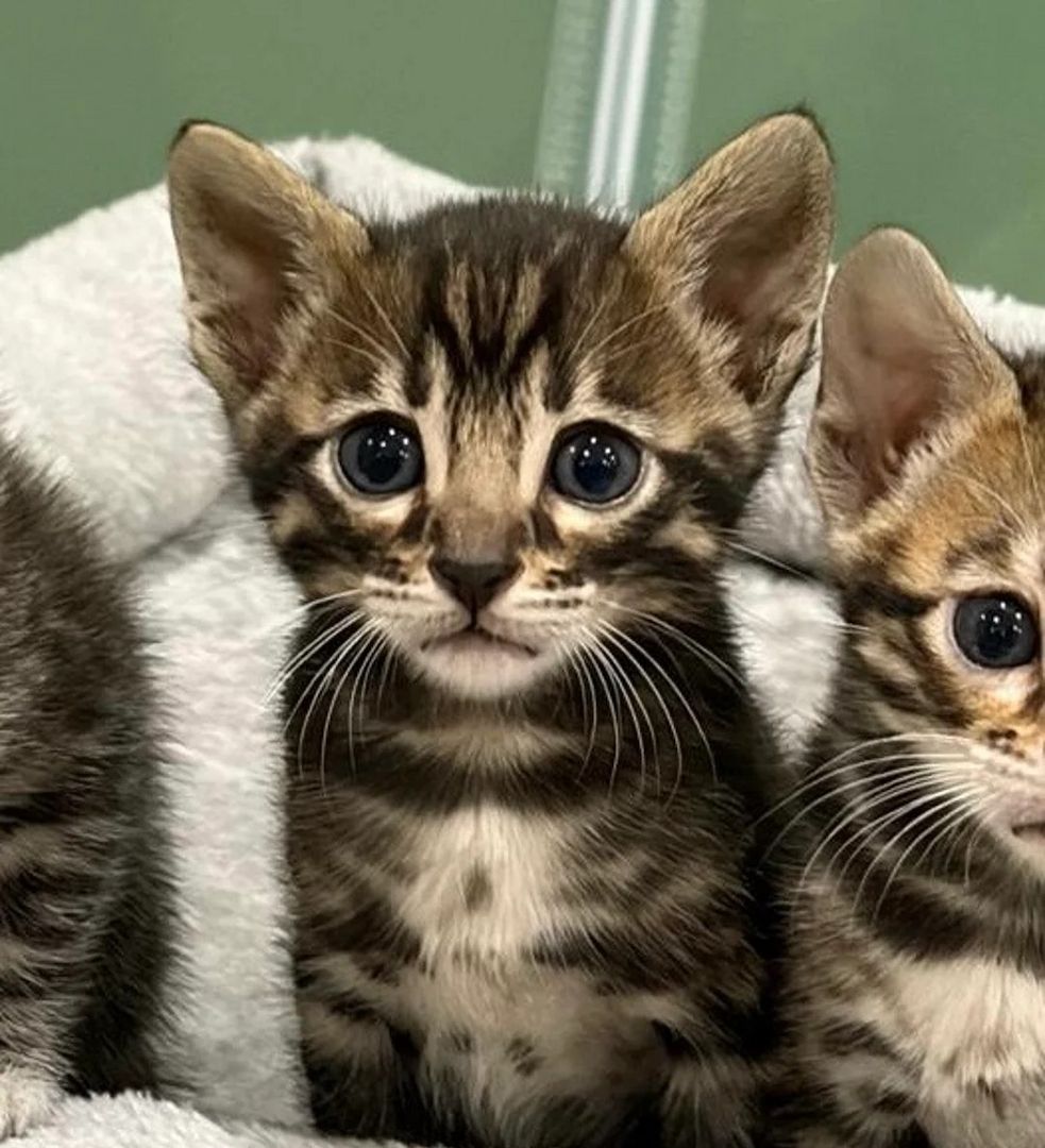 Unsere Bengalkätzchen sind gut erzogen und bestens sozialisiert