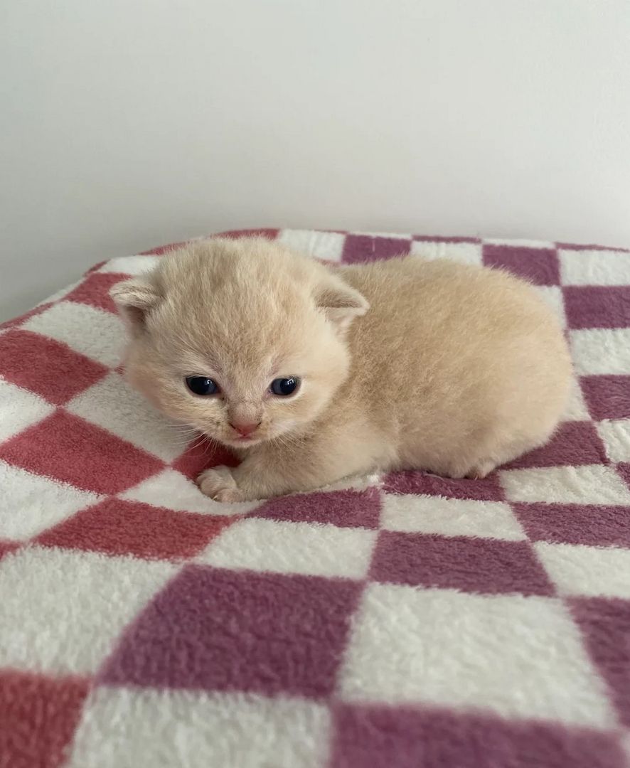 Unsere Britisch Kurzhaar-Kätzchen sind gut erzogen und bestens sozialisiert