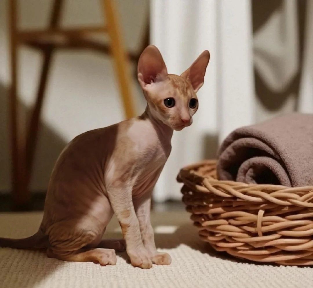 Unsere Cornish Rex-Kätzchen sind gut erzogen und bestens sozialisiert