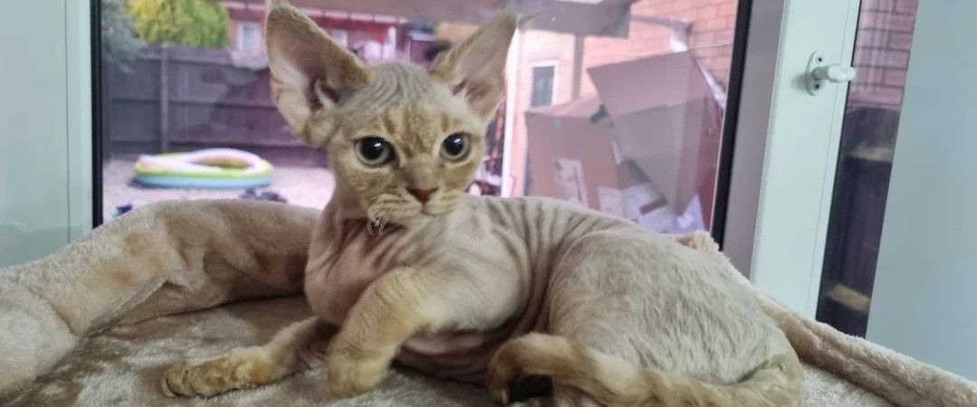 Unsere Devon Rex-Kätzchen sind gut erzogen und bestens sozialisiert.