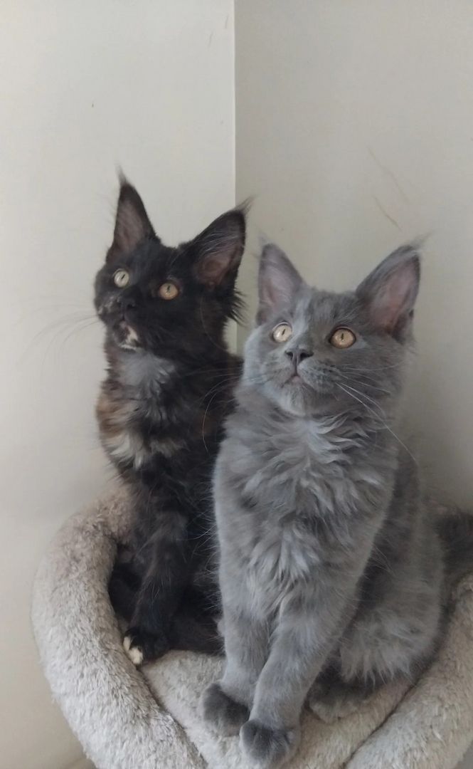 Unsere Maine-Coon-Kätzchen sind gut erzogen und bestens sozialisiert