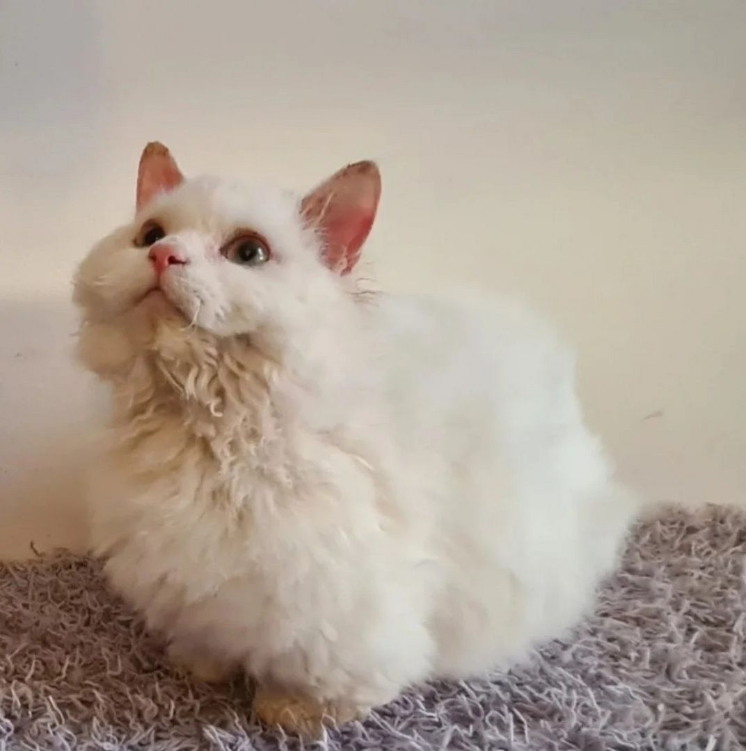 Unsere Munchkin-Kätzchen sind gut erzogen und bestens sozialisiert