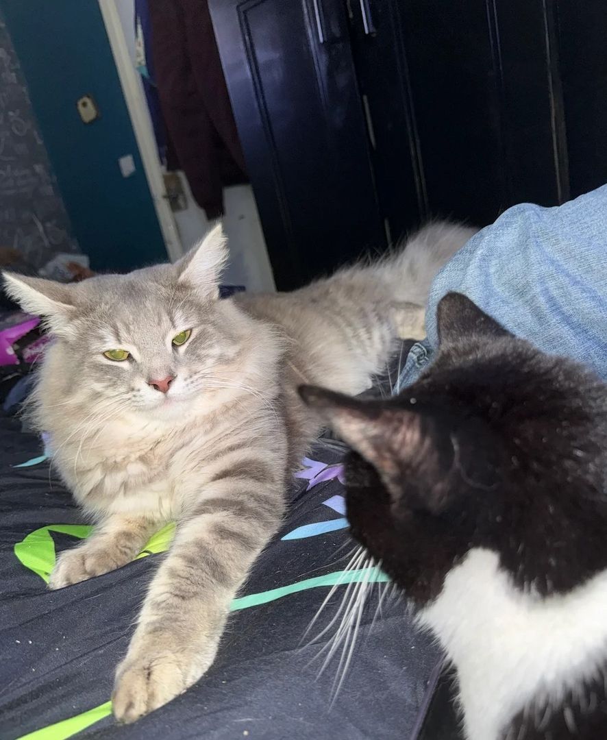 Unsere Norwegischen Waldkatzen sind gut erzogen und bestens sozialisiert