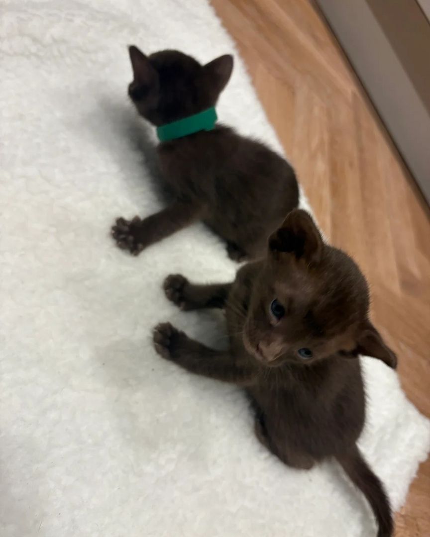 Unsere Orientalisch Kurzhaar-Kätzchen sind gut erzogen und bestens sozialisiert