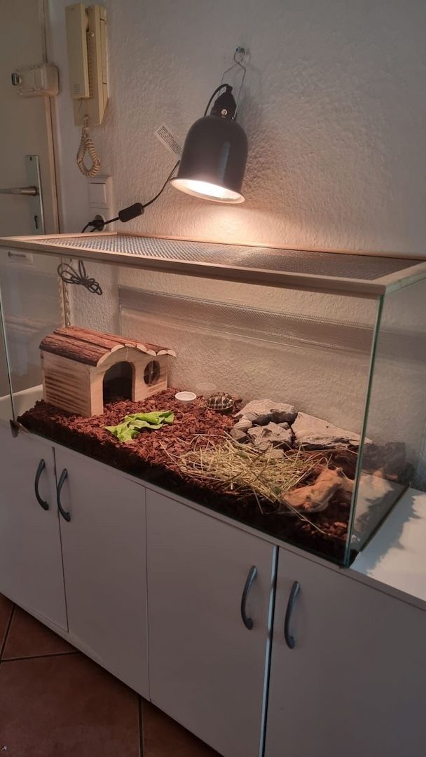 Griechische Landschildkröte