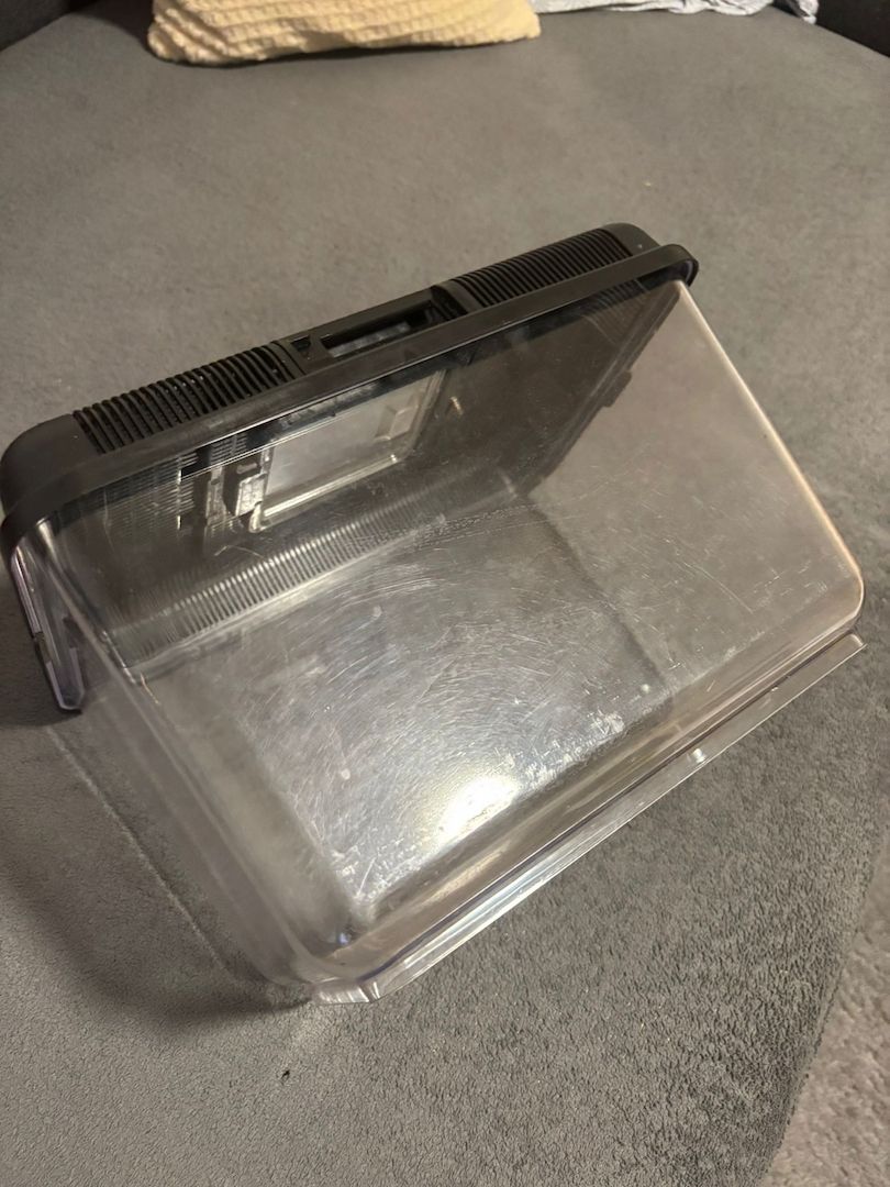 Griechische Landschildkröte