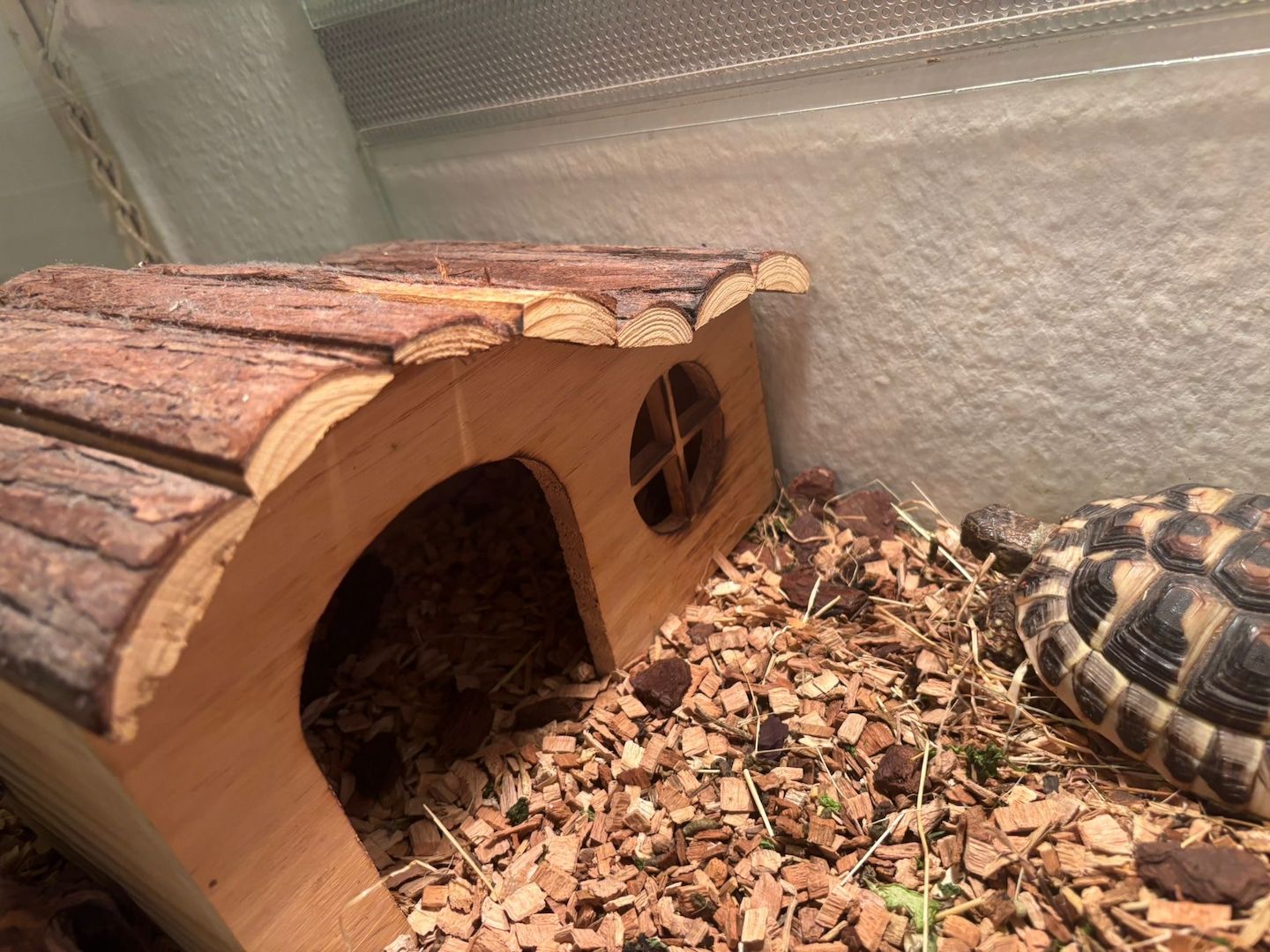 Griechische Landschildkröte