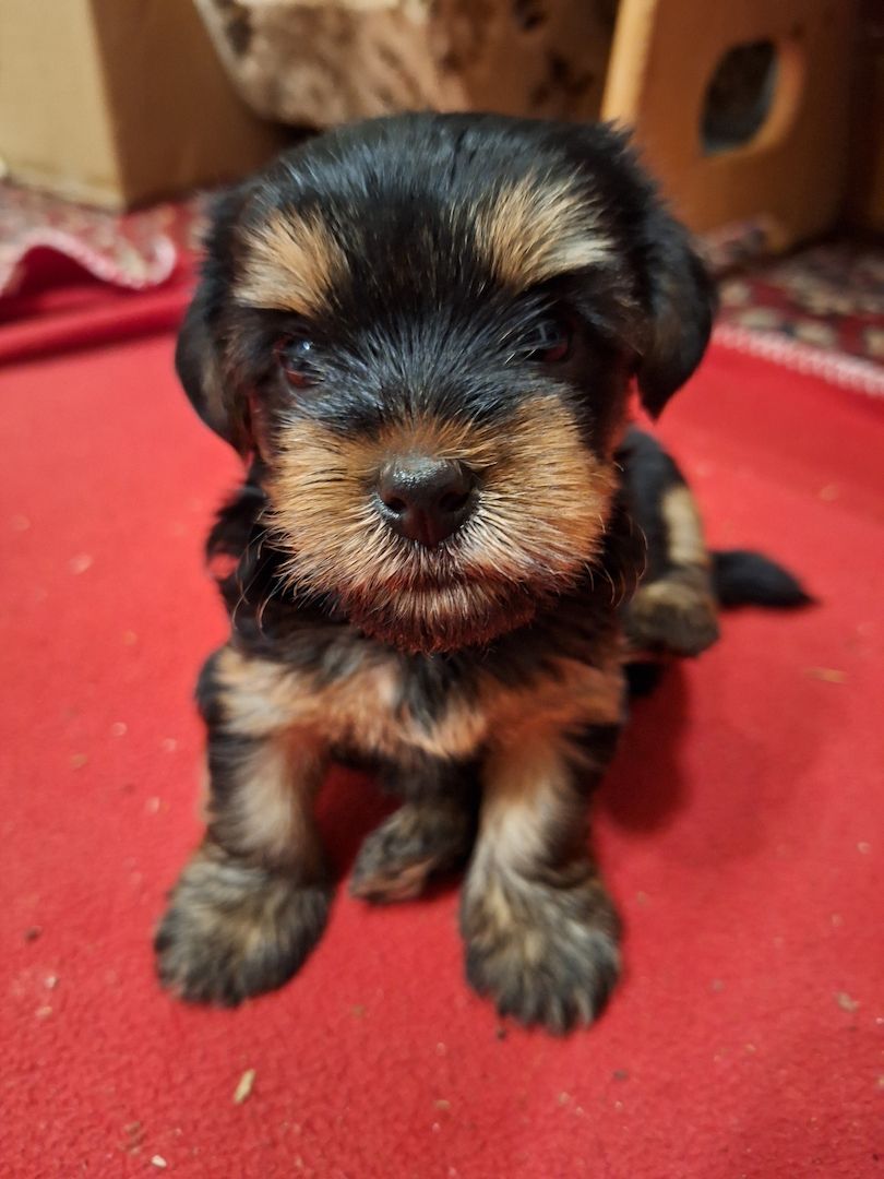 Yorki Welpen