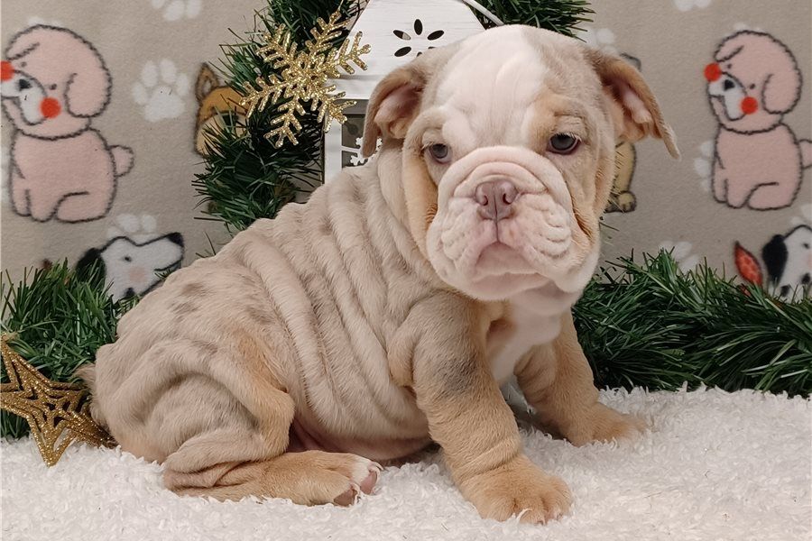 Reinrassige Englische Bulldoggen zu verkaufen.