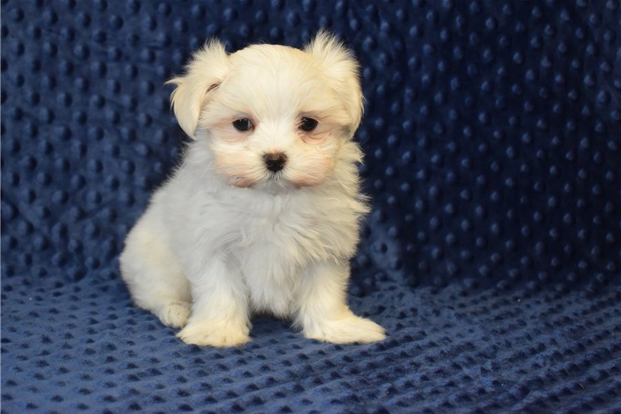 Gesunde Malteserwelpen abzugeben.