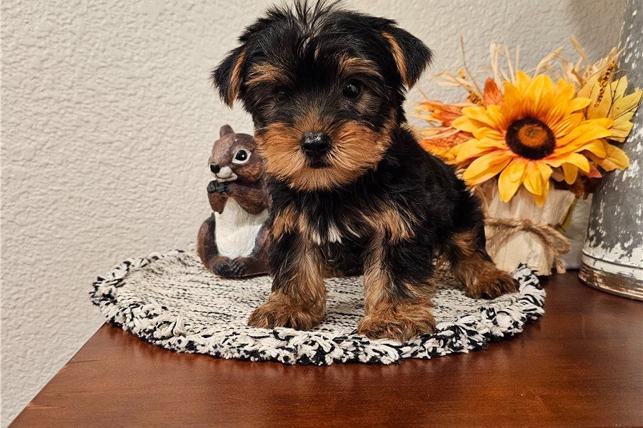 Registrierte Yorkshire-Terrier-Welpen zu verkaufen.