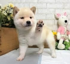 Shiba-Inu-Welpen suchen ein neues Zuhause.