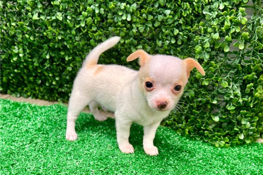 Kleine Chihuahua-Welpen zu verkaufen.