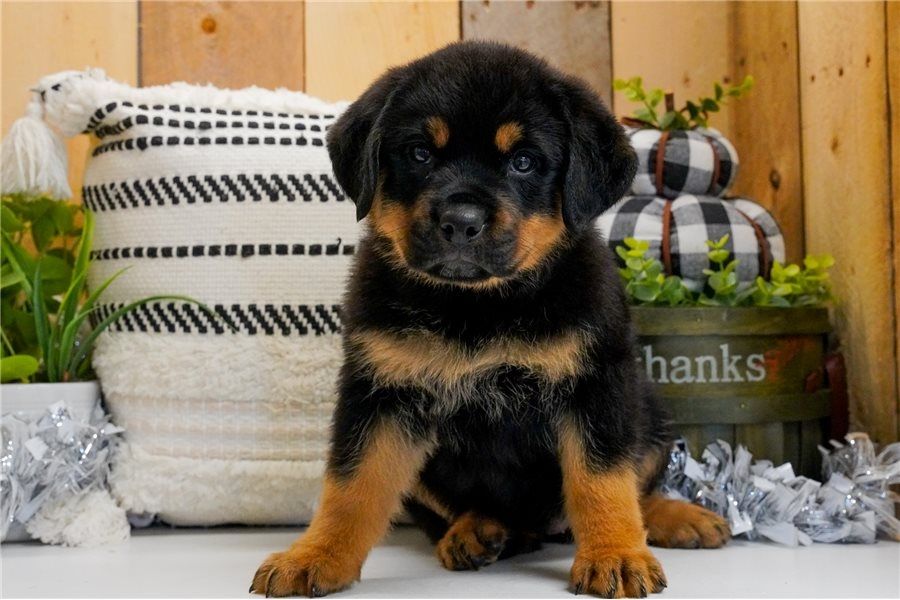 Rottweiler-Welpen zu verkaufen.