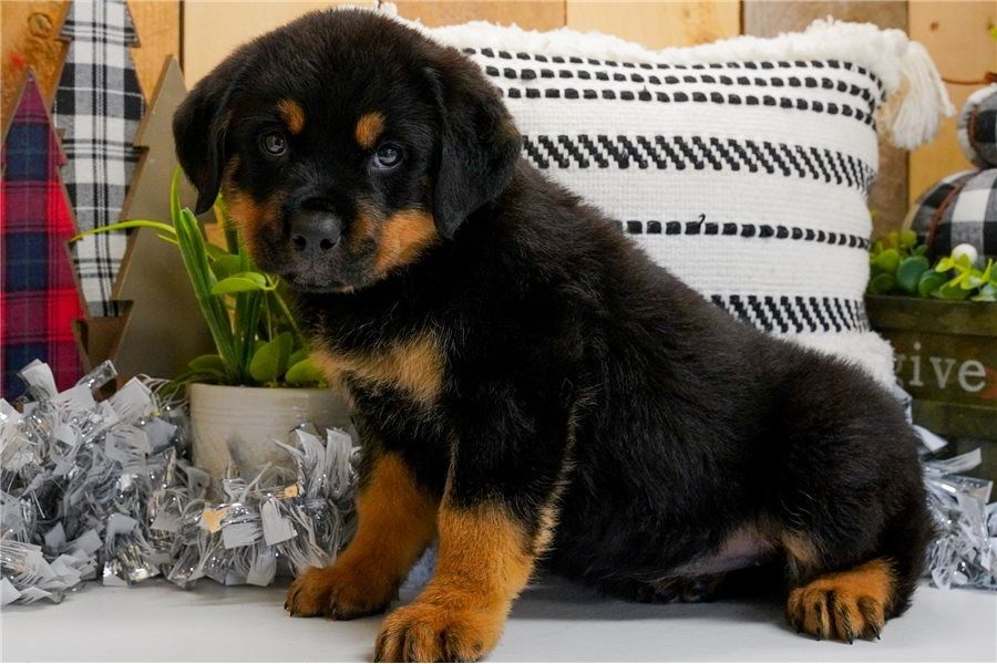 Rottweiler-Welpen zu verkaufen.