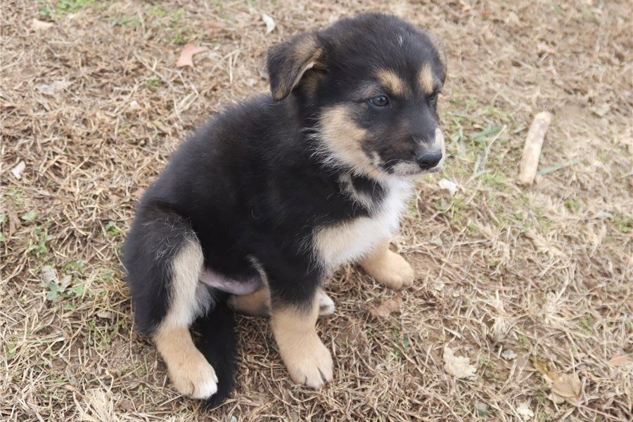 Reinrassige Deutsche Schäferhund-Welpen.