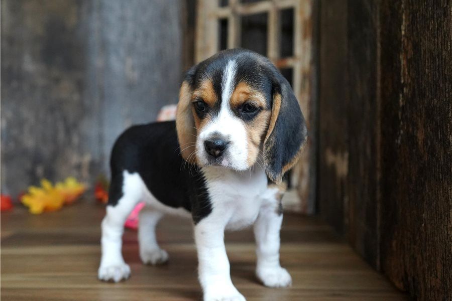 Beagle-Welpen zu verkaufen.