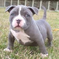 American Pit Bull Welpen zu verkaufen.