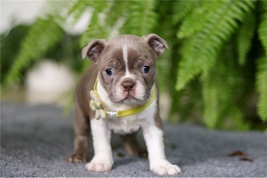Gesunde Boston Terrier Welpen mit Papieren verfügbar.