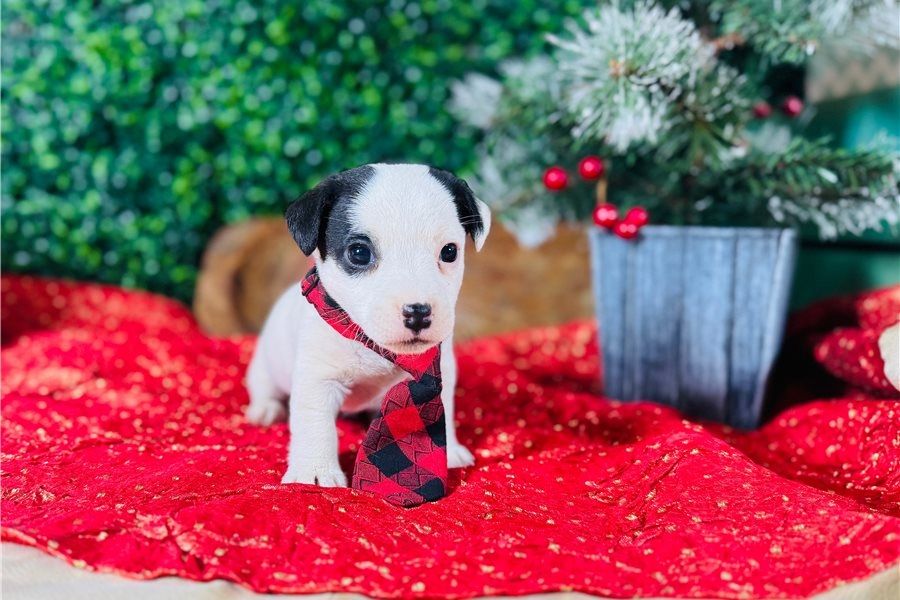 Gesunde Jack-Russell-Welpen abzugeben.