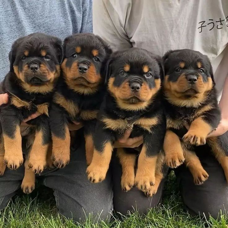 Wunderschöne Rottweilerwelpen