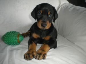 Zwei Dobermannwelpen