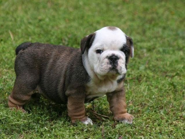 Englische Bulldoggenwelpen zu verkaufen