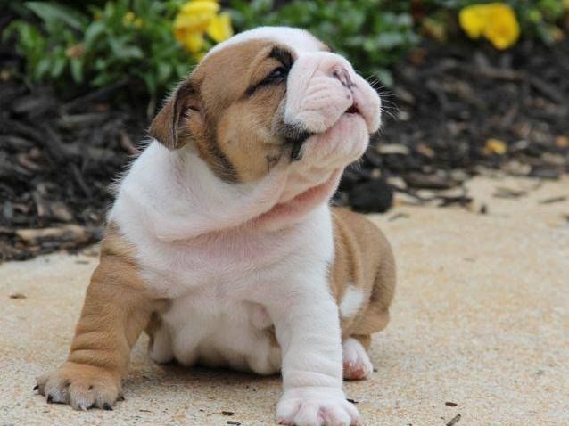 Englische Bulldoggenwelpen zu verkaufen