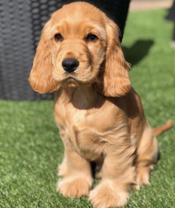 Drei wundervolle Cocker Spaniel Welpen