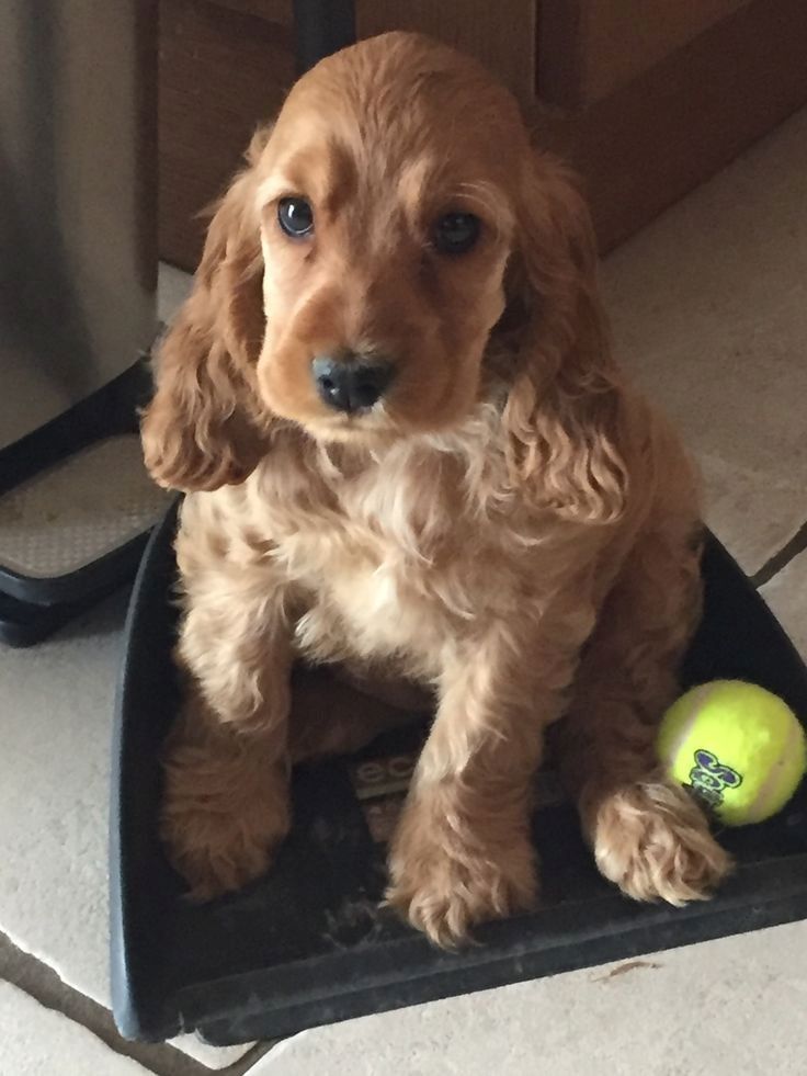 Drei wundervolle Cocker Spaniel Welpen