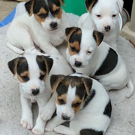 Jack-Russell-Welpen
