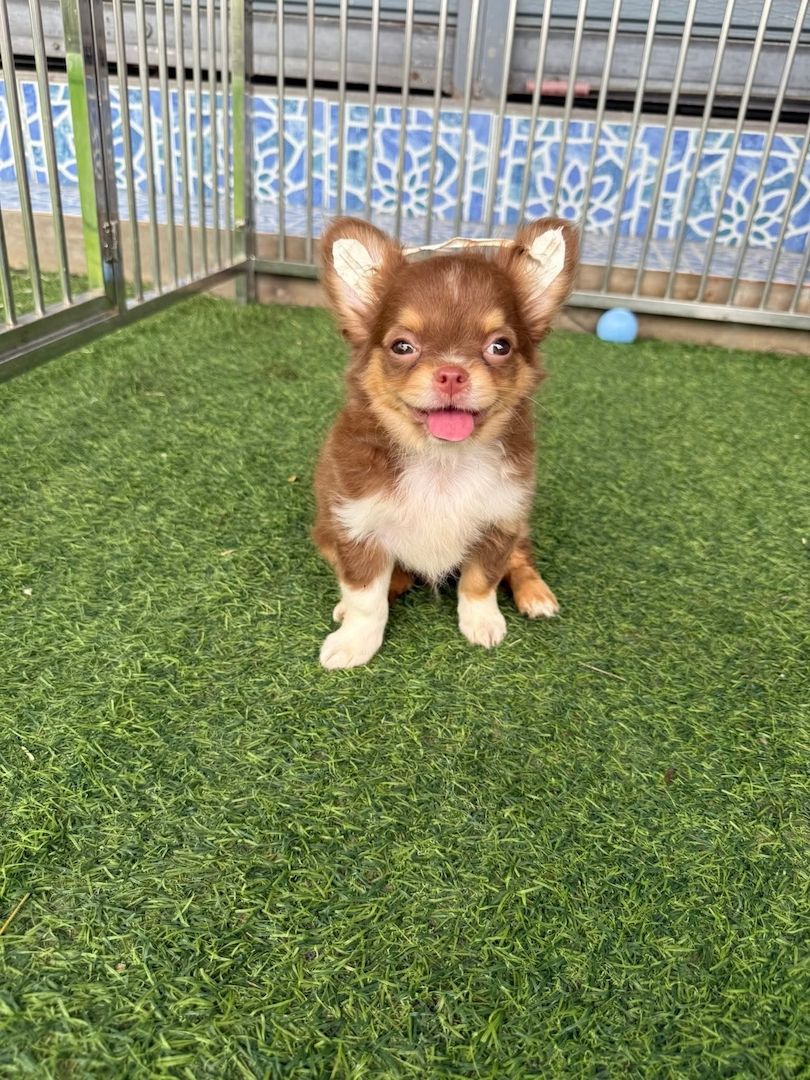 Langhaarige Chihuahua-Hündinnen und ein Rüde suchen ein liebevolles Zuhause.