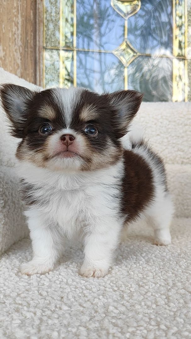 Langhaarige Chihuahua-Hündinnen und ein Rüde suchen ein liebevolles Zuhause.