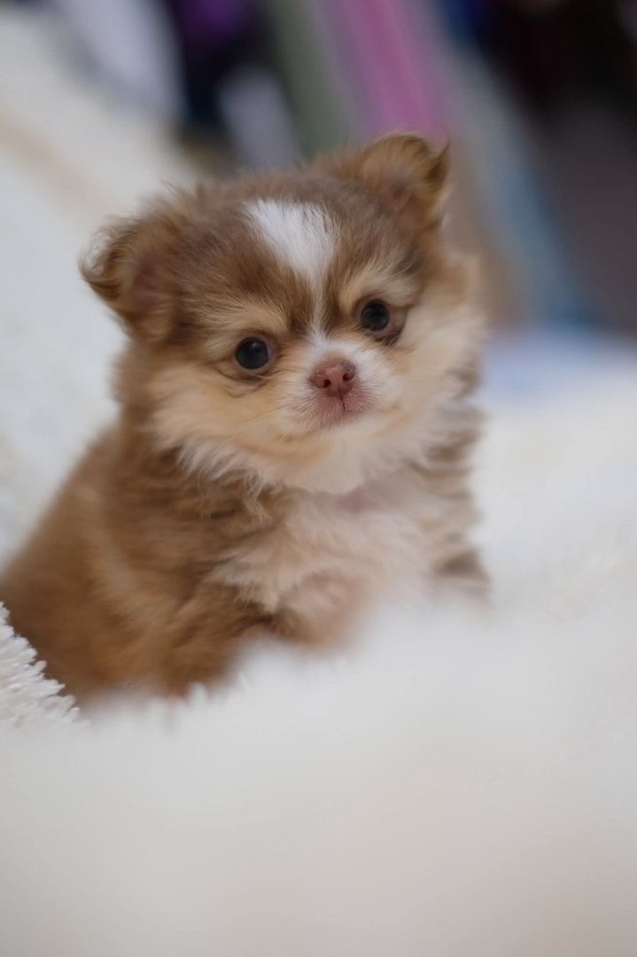 Langhaarige Chihuahua-Hündinnen und ein Rüde suchen ein liebevolles Zuhause.