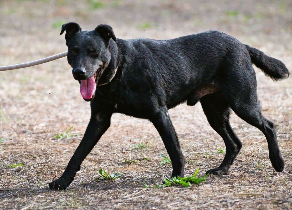 Matteus - ein sanfter Begleiter