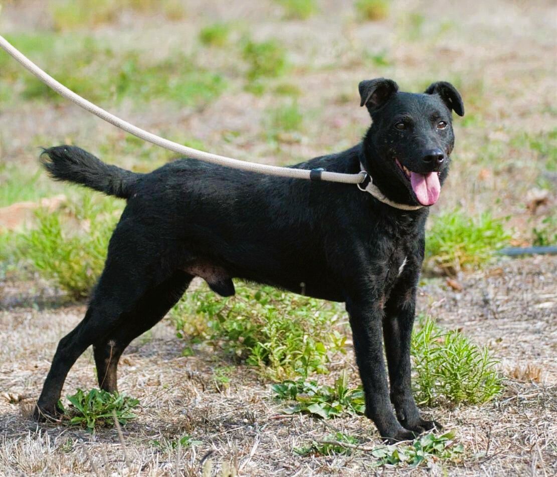 Matteus - ein sanfter Begleiter