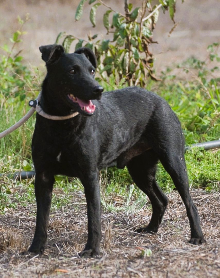 Matteus - ein sanfter Begleiter