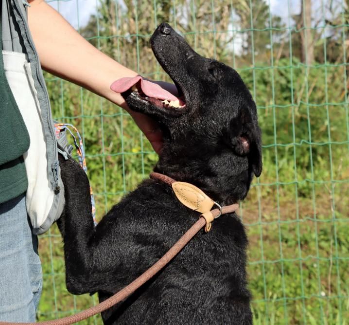 Matteus - ein sanfter Begleiter