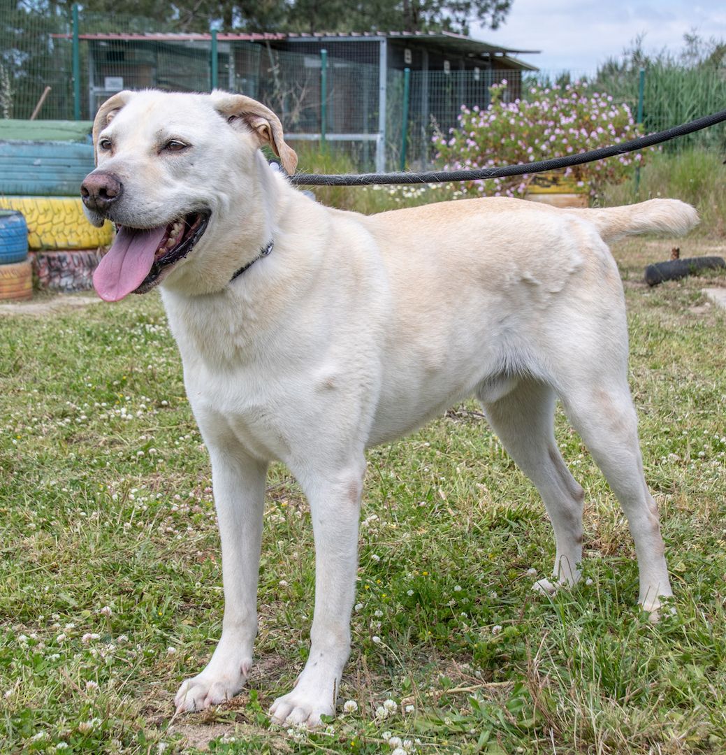 Lucas - ein aktiver Begleiter