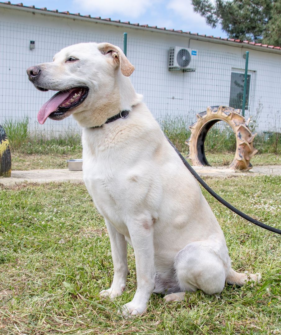 Lucas - ein aktiver Begleiter