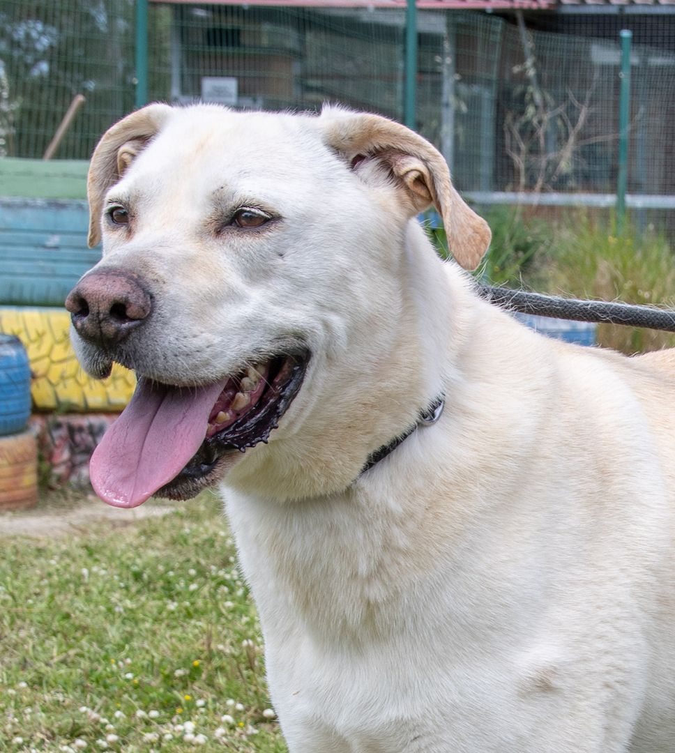 Lucas - ein aktiver Begleiter