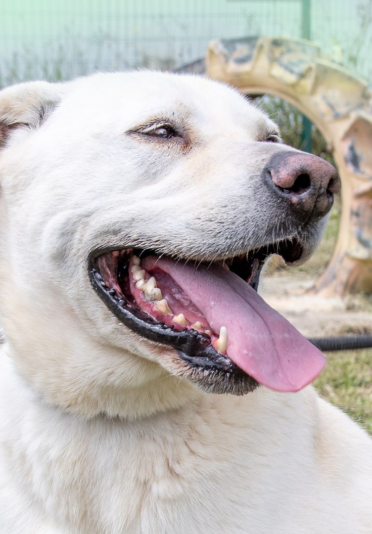 Lucas - ein aktiver Begleiter