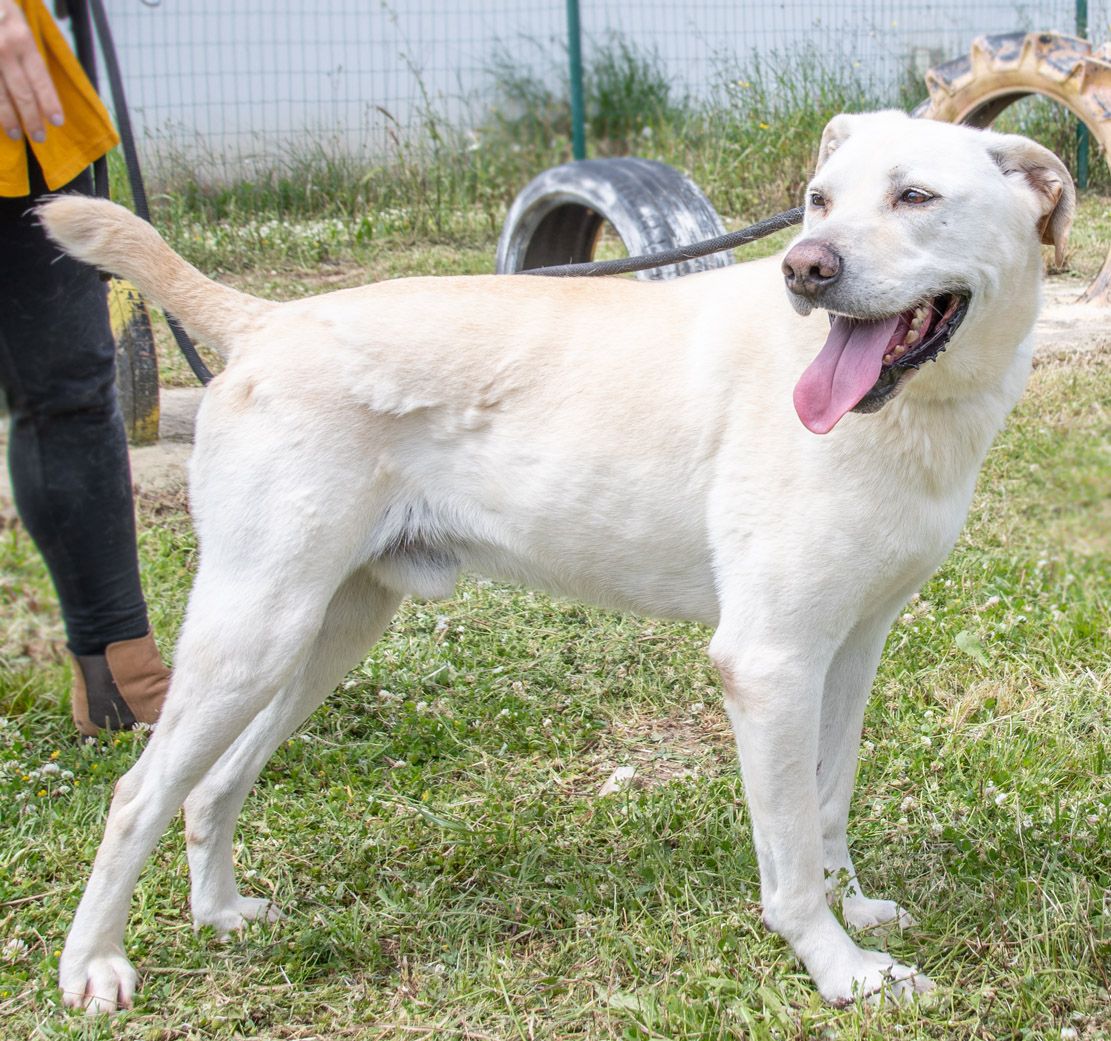 Lucas - ein aktiver Begleiter