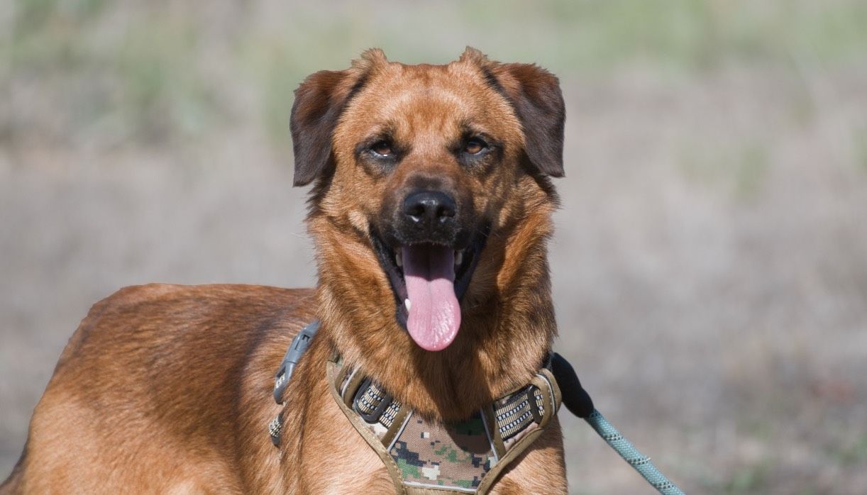 Caju - sensibel und liebevoll