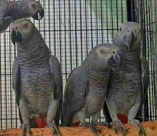 Männliche und weibliche Papageien mit allen Papieren zu verkaufen.